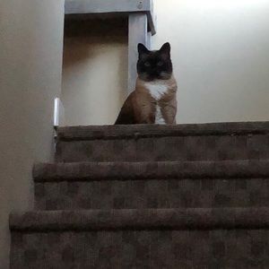 Meet your Posher, Spencer